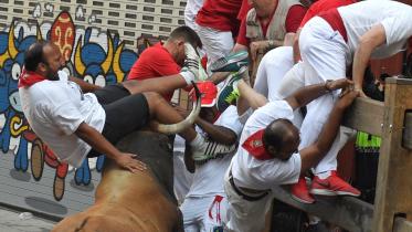 Bull1.JPG