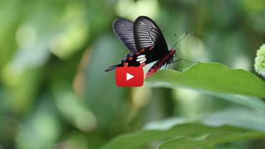 butterfly.jpg