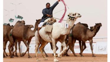 Camel-web.jpg
