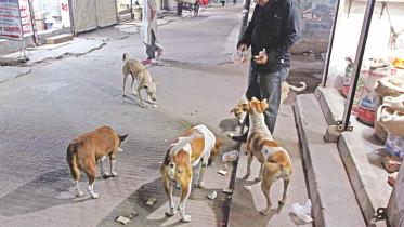 caring dogs.jpg