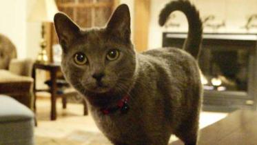 cat-3-web.jpg
