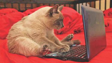 cat