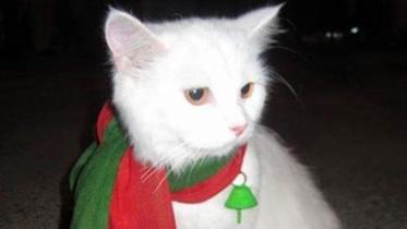 cat1.jpg