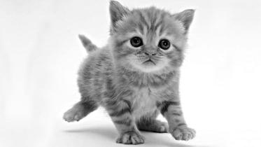 cat.jpg