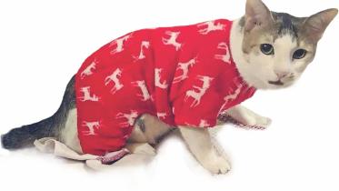 cat.jpg