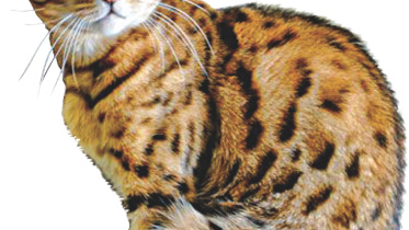 Of Human and cats