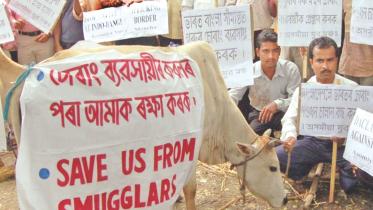 Cattle