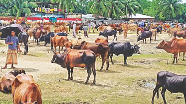 cattle.jpg