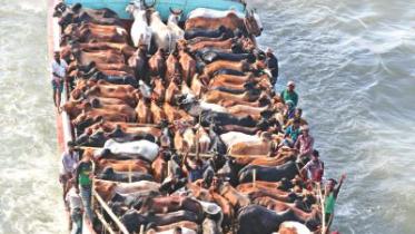 cattle supply.jpg