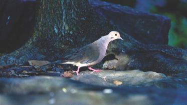 central-park-birds.jpg