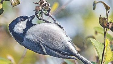 Cinerous tit.jpg