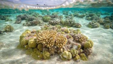 Coral-reef-1WB.jpg
