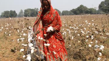 cotton.jpg