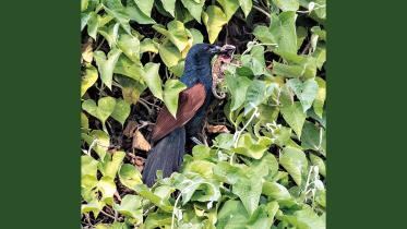 Coucal.jpg