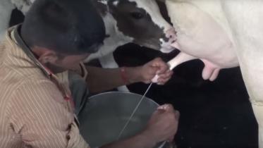 pesticides in milk