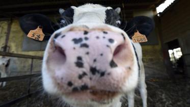 cow.jpg