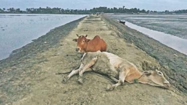 cow.jpg