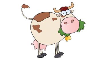 Cow