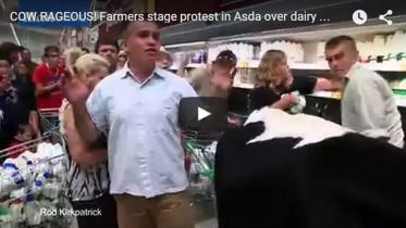 cow.JPG