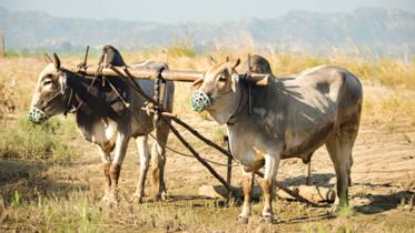 cow.jpg