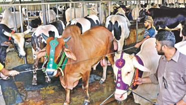 Cow Market, Eid-ul-Azha, Qurbani, Sacrificial animals