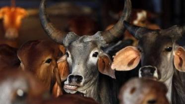 Cows.jpg