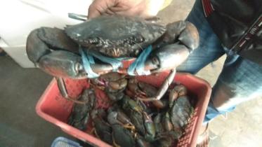 Crabs