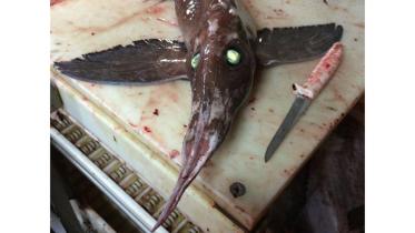 creepy-fish-web.jpg