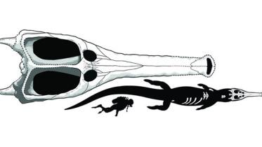 crocodile-2-web.jpg