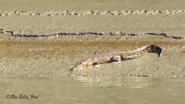 crocodile-pinaki.jpg