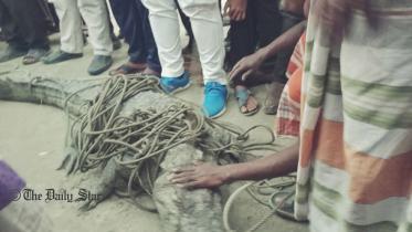 crocodile-web.jpg