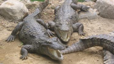 crocs.JPG