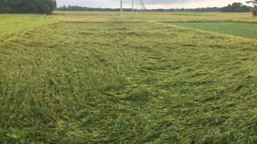 Crop-damaged-web.jpg