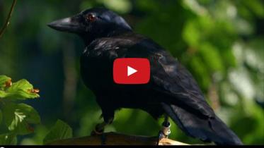 crow-WEB.jpg