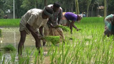 farmers
