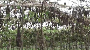 cyclone-Amphan-damaged-vegetable-field.jpg