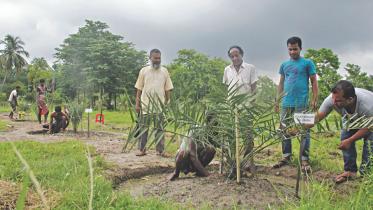 date palm.jpg