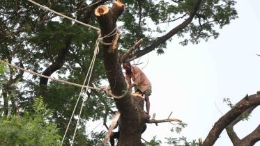 death of trees.jpg