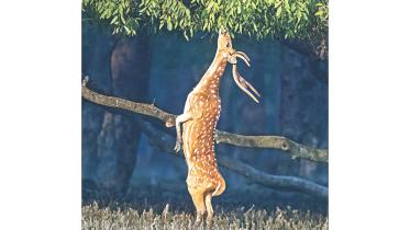 deer katka.jpg