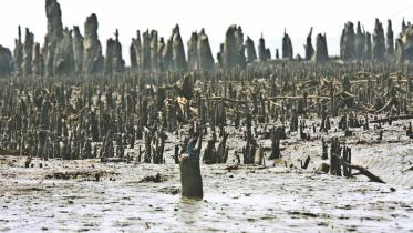 deforestation