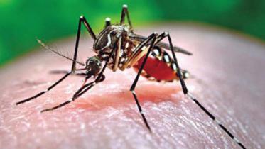 dengue-1.jpg