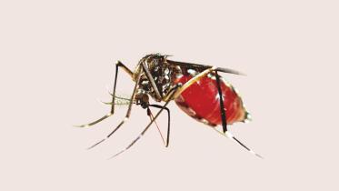 aedes mosquito