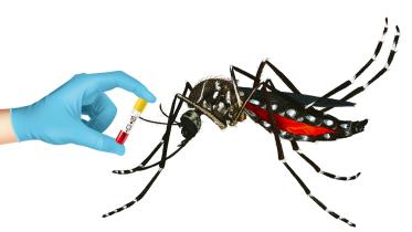 Eden college student dies of dengue fever