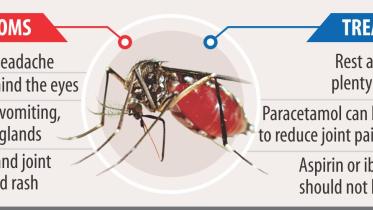 dengue.jpg