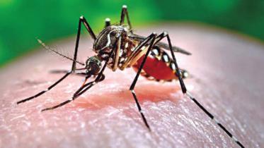 dengue fever in Dhaka