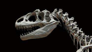 dinosaur-60588_1920.jpg