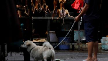 Dog meat festival