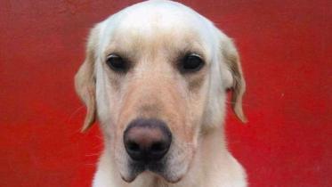 dog-web.jpg