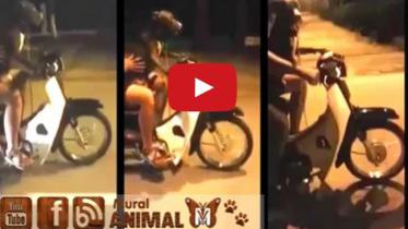 dog capture new.jpg