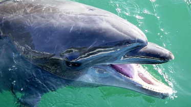 dolphin-dies.jpg